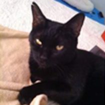 news_11_somd-catsookie