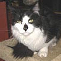 TW_jack1_210x210