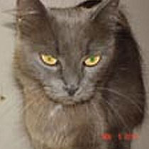 TW_russianblue_210x210
